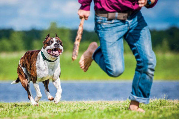 Giải mã giấc mơ chó đuổi theo