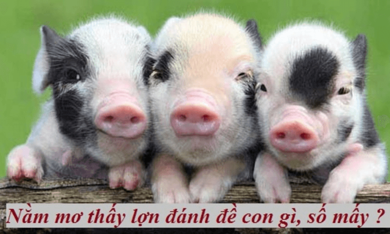 Mơ thấy lợn đánh con gì