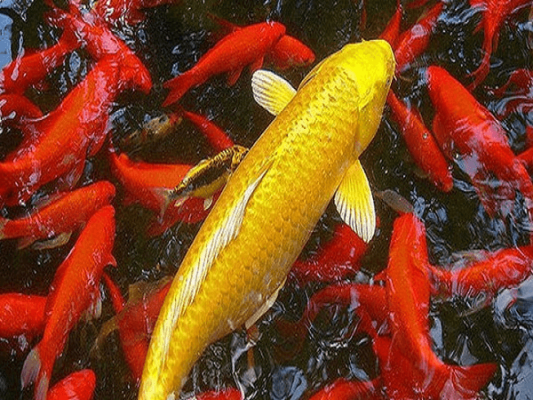 Điềm báo mơ thấy cá vàng